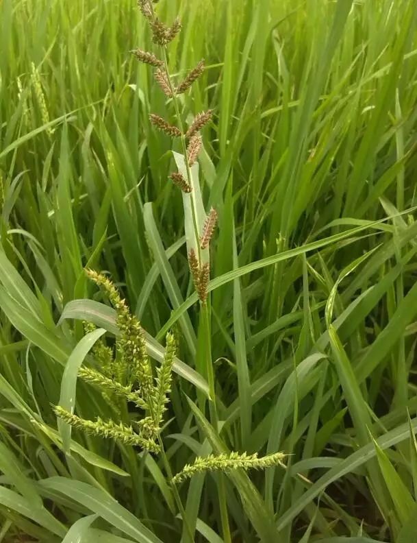 [分享]接地氣的草:闊葉雜草和尖葉雜草