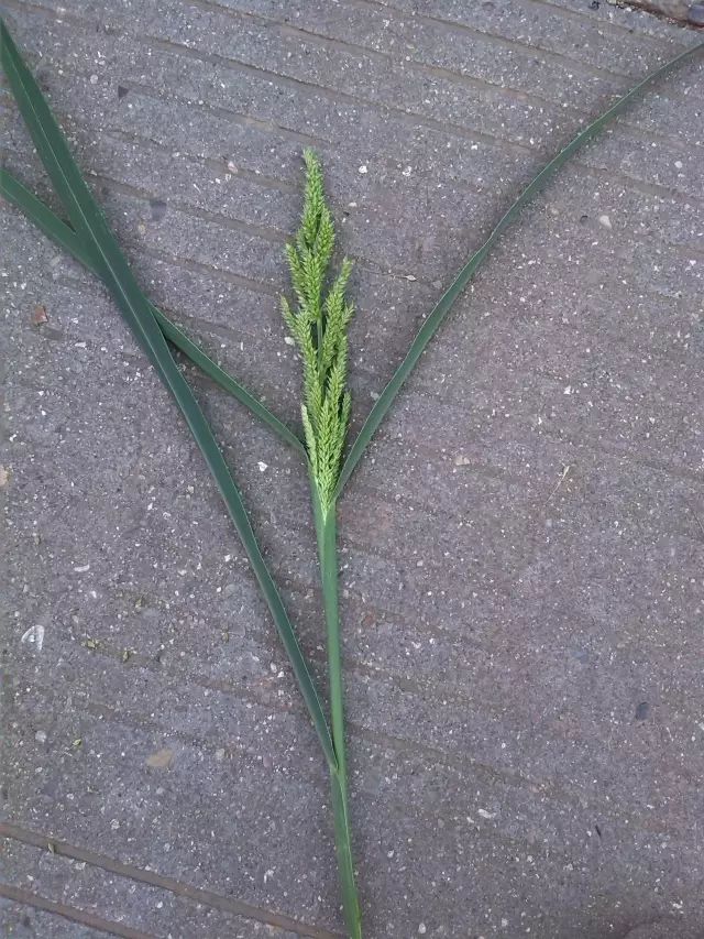 [分享]接地气的草:阔叶杂草和尖叶杂草