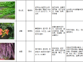 西北地区绿化植物分类图表