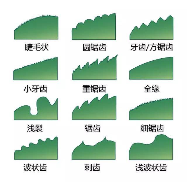 干货 | 最全的植物形态图解！_6