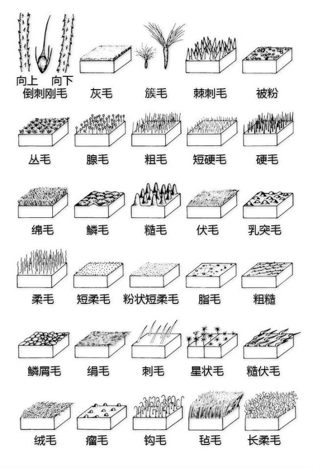 干货 | 最全的植物形态图解！_13