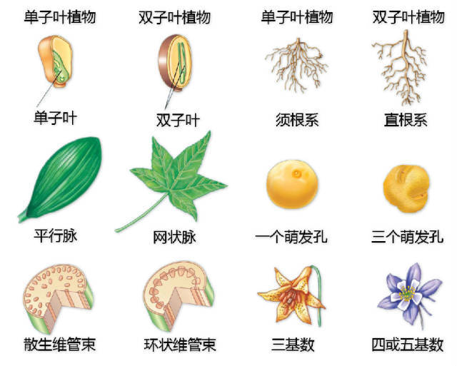 干货 | 最全的植物形态图解！_39