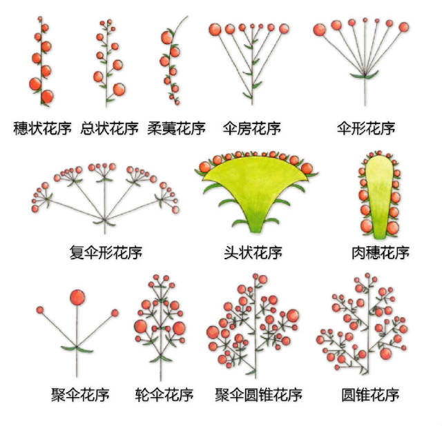 干货 | 最全的植物形态图解！_25