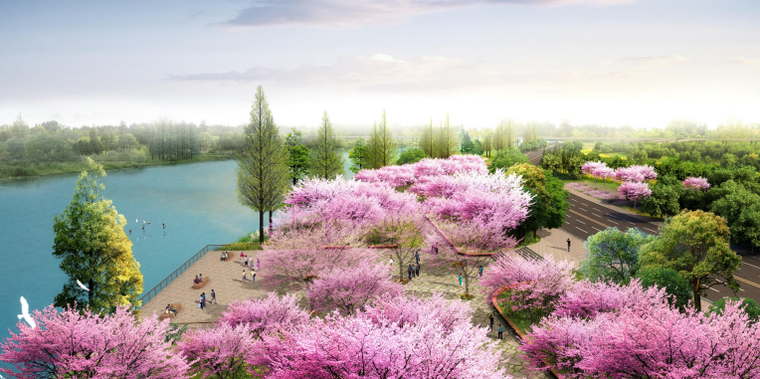 樱舞花田效果图