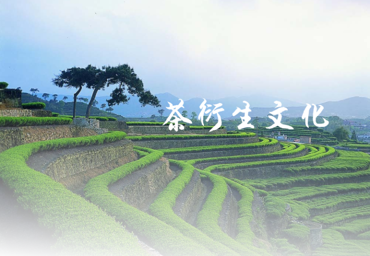 茶文化文案资料下载-[广州]荔湾区芳村茶文化创意园规划概念设计