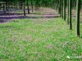 干货 | 园林景观苗木应用——地被植物