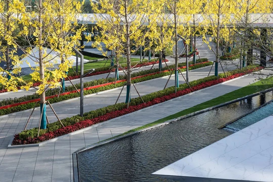 树阵景观,居然还能这么美!-景观设计-筑龙园林景观论坛