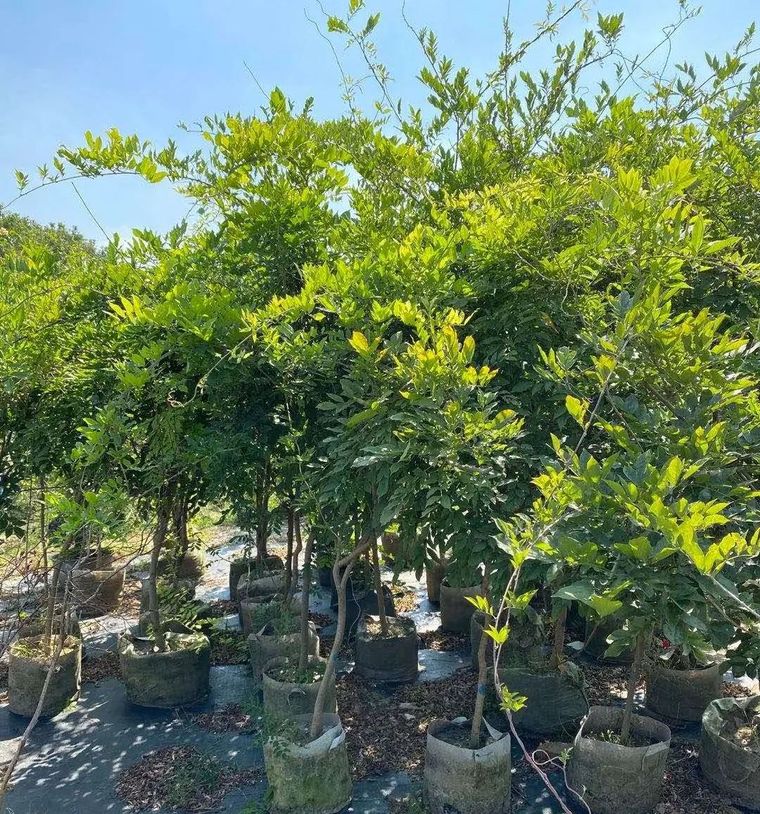 11月份常用的30种花境植物_6 11月份常用的30种花境植物_6