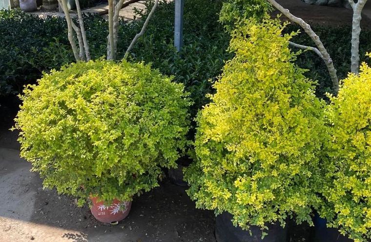 11月份常用的30种花境植物_10 11月份常用的30种花境植物_10