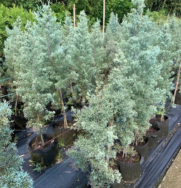 11月份常用的30种花境植物_15 11月份常用的30种花境植物_15