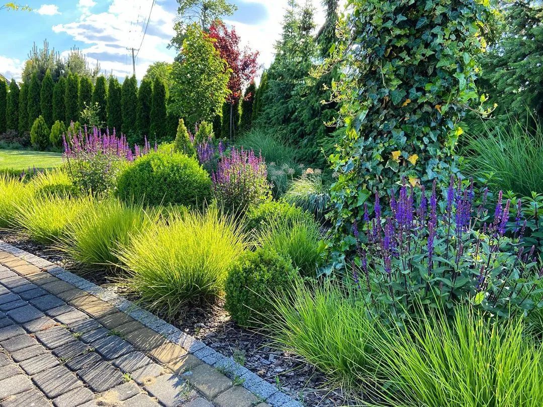 [分享]干货:来认识一下园林景观中的观赏草