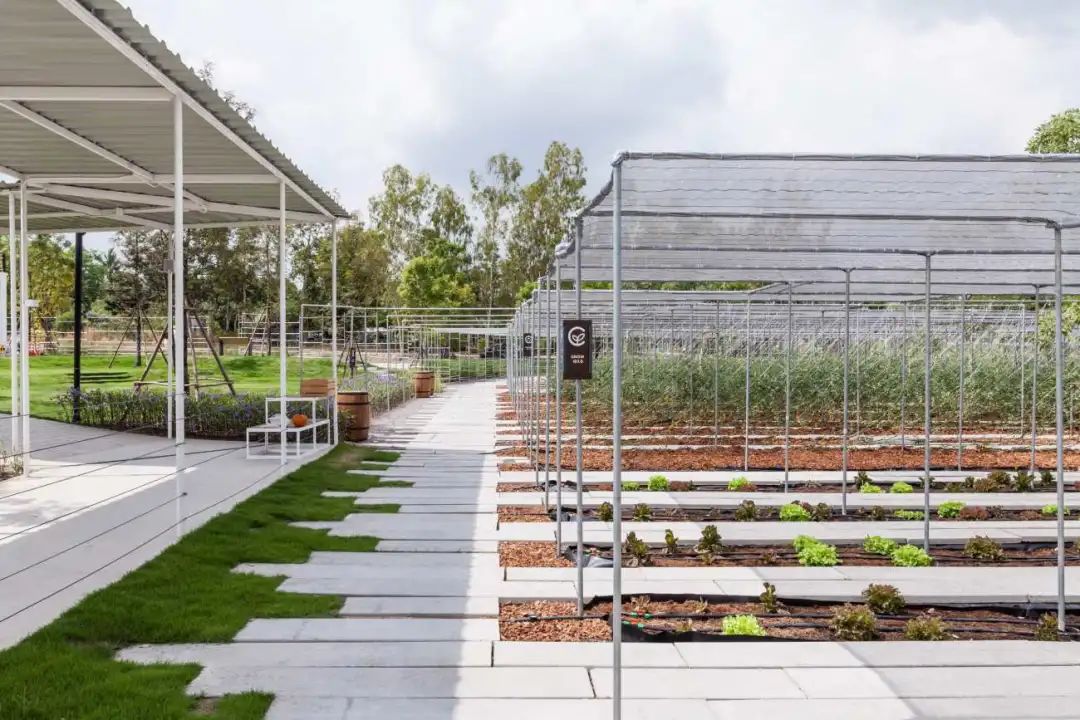 农业景观的魅力 | 泰国 coro 农场-景观设计-筑龙园林景观论坛