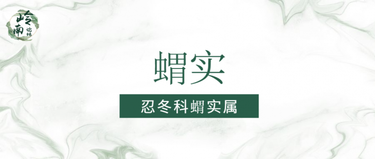 公园植物名录表资料下载-园林植物 | 蝟实 Kolkwitzia amabilis