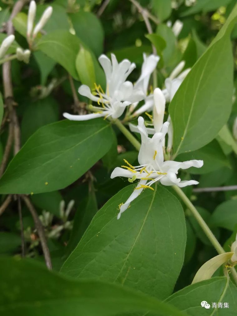 [分享]園林植物 | 金銀忍冬 lonicera maackii