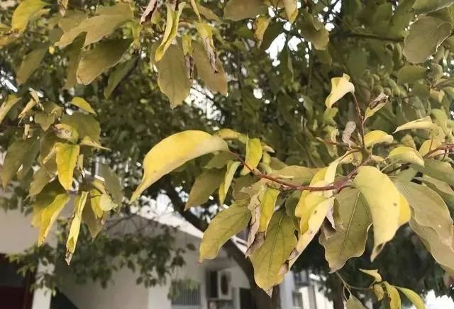 图为香樟树黄化的枝叶