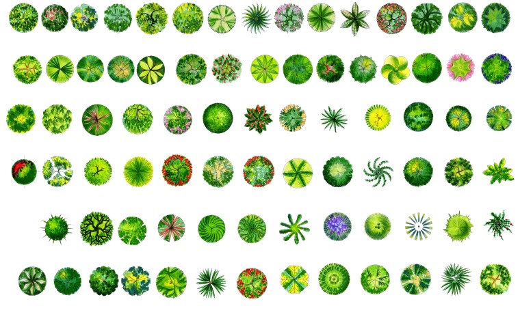 植物平面图例psd资料下载-园林彩平--园林平面植物PSD素材