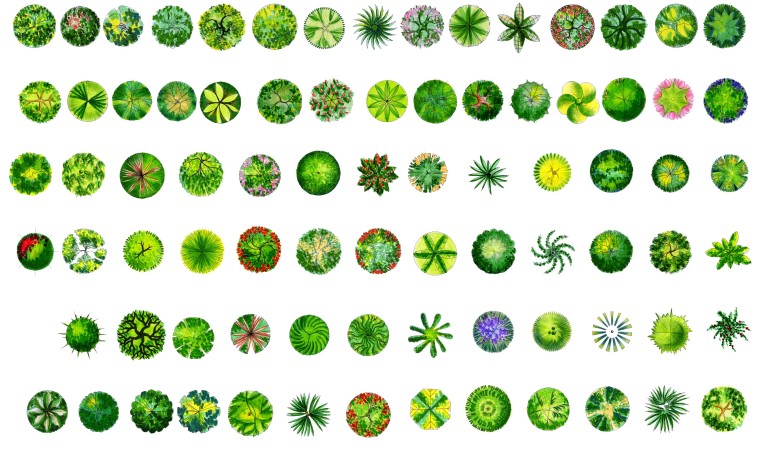 园林PSD平面教程资料下载-园林彩平--园林平面植物PSD素材