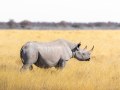 犀牛Rhino初步学习基础教程(49页)