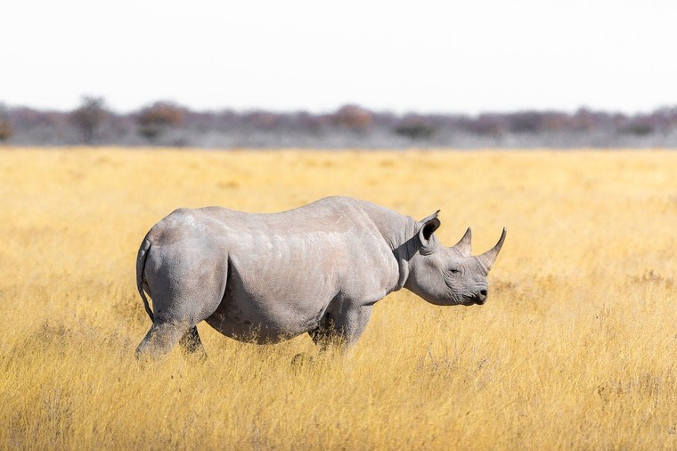 犀牛Rhino初步学习基础教程(49页)-犀牛初步学习基础教程(49页)