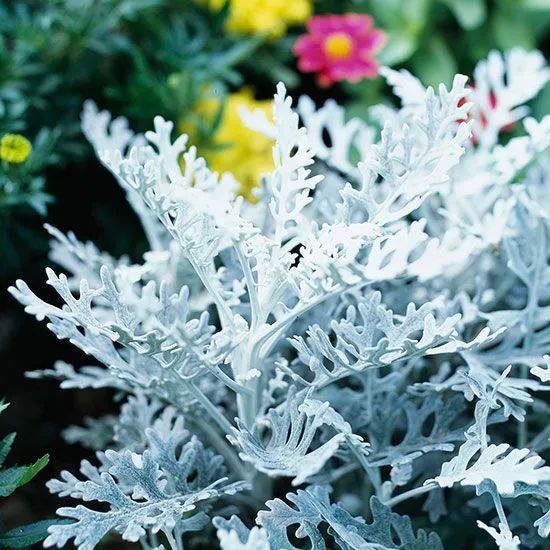 高级景观设计师资料下载-7款冬季专属高级银灰调植物