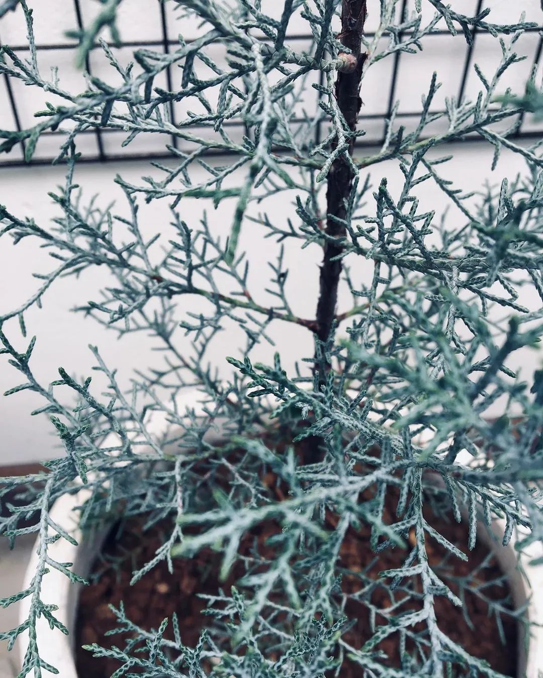 [分享]7款冬季专属高级银灰调植物