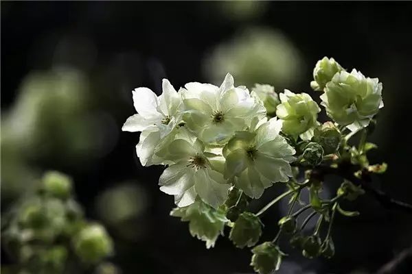 花园庭院种什么树最吉利·植物风水_4