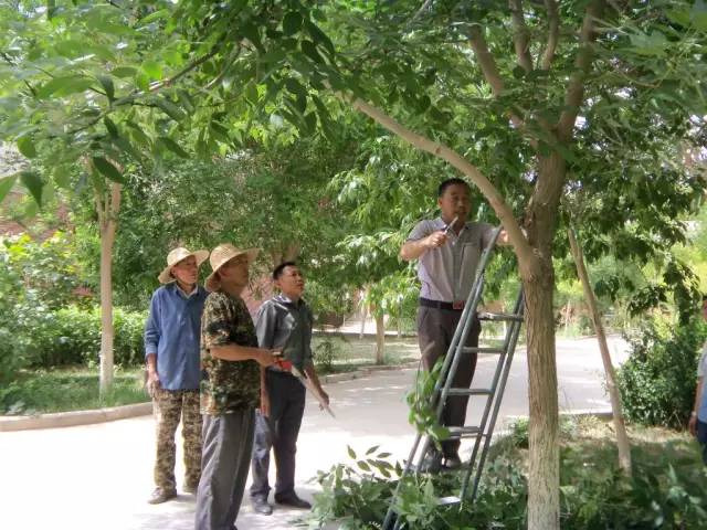实用技术丨园林行业人要掌握的树木修剪技术-景观植物-筑龙园林景观论坛