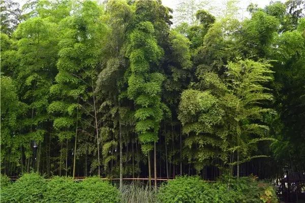 花园庭院种什么树最吉利·植物风水_7