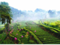 [成都]茶文化现代农业产业园景观设计方案