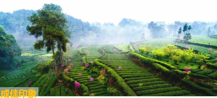 现代农业园方案合集资料下载-[成都]茶文化现代农业产业园景观设计方案