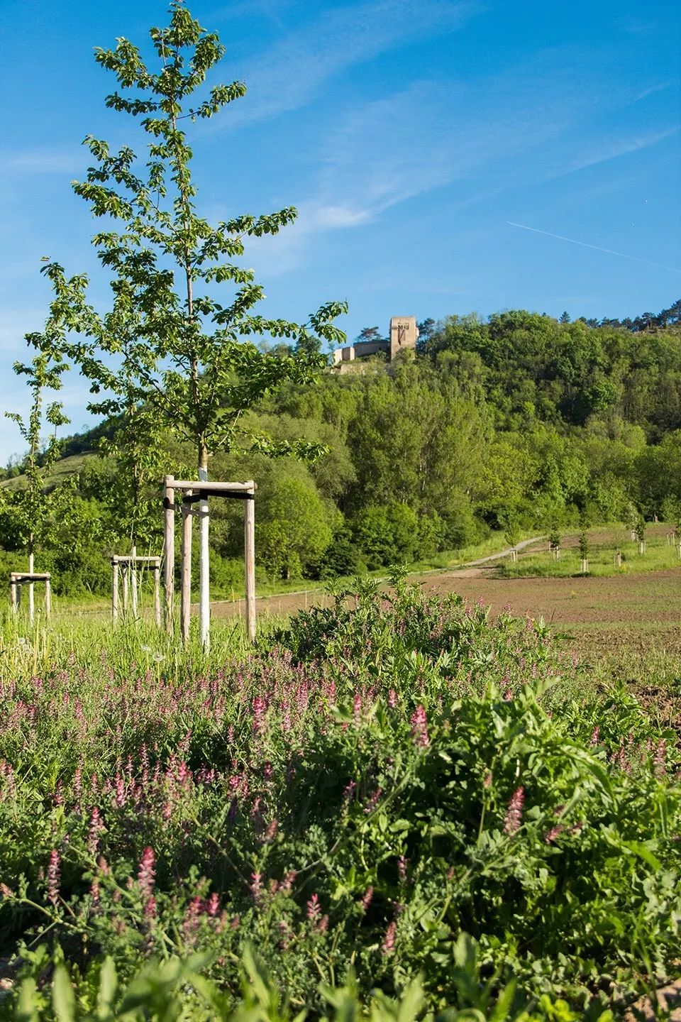 丨康养景观设计案例