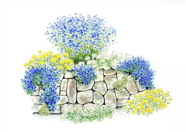 [分享]画笔下精致细腻的手绘花境