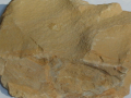 大学地质学与工程地质PPT矿物和岩石3沉积岩