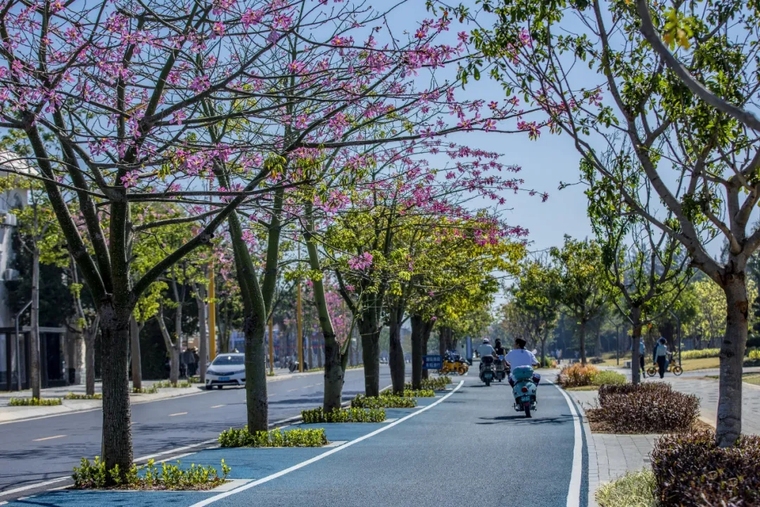 广西北海银滩四号路旅游生态区改造实景图10.jpg