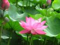 干货丨水生植物的“花花世界”