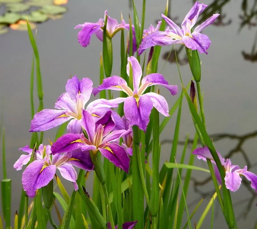 鸢尾科鸢尾属,叶厚革质,花色有紫红,大红,粉红,深蓝,白等,喜光照充足