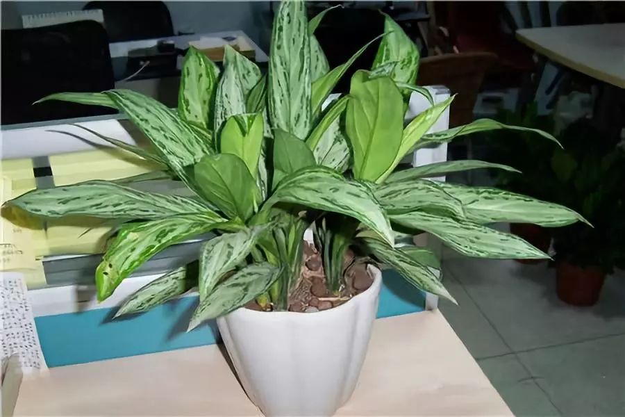 [分享]20种·吸甲醛油烟的植物,家家必养!