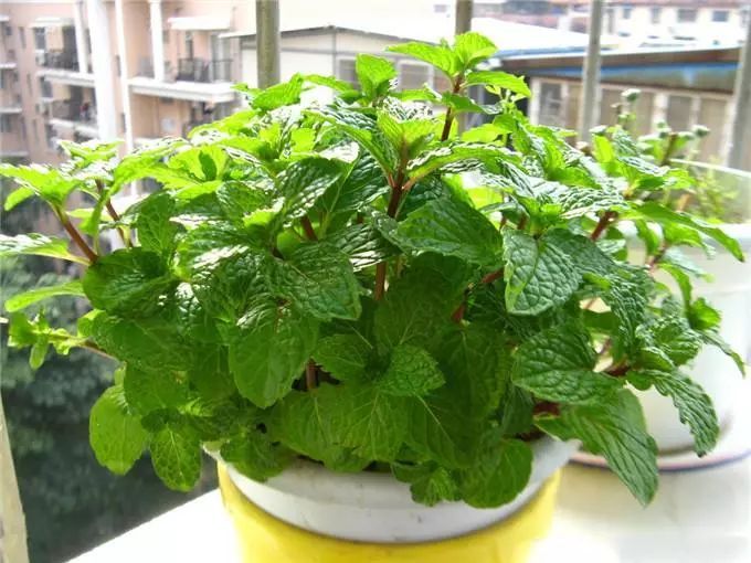 网红感建筑资料下载-网红驱蚊植物，真的靠谱有效吗？