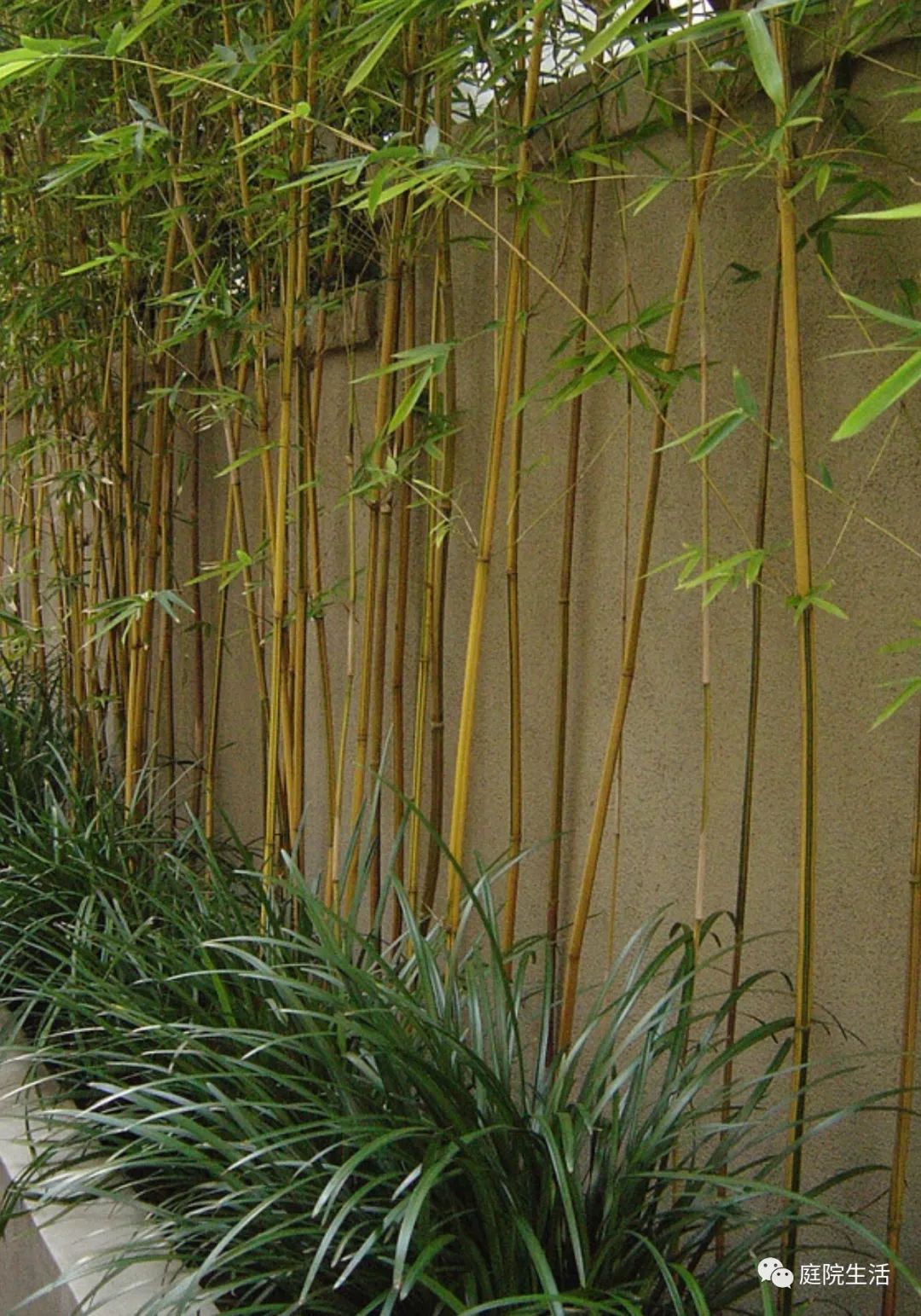 [分享]庭院种这些竹子瞬间让你的庭院品味更高一级