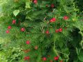 25种·常见爬藤植物，花开便成瀑布