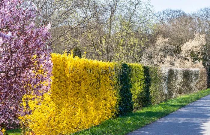 由于品种的选择不同,美得的效果也不同 可以分为 观花篱,观果篱,观叶