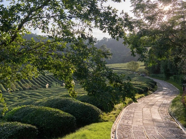 泰康·杭州径山竹茶园