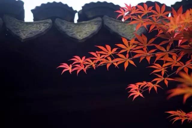 这种美,全世界都为之倾倒_34 这种美,全世界都为之倾倒_34