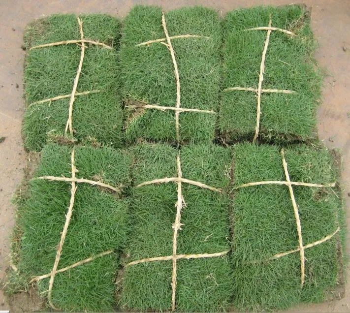 草皮护坡施工示意图       铺草皮的方法包括平铺草皮,平铺叠置草皮