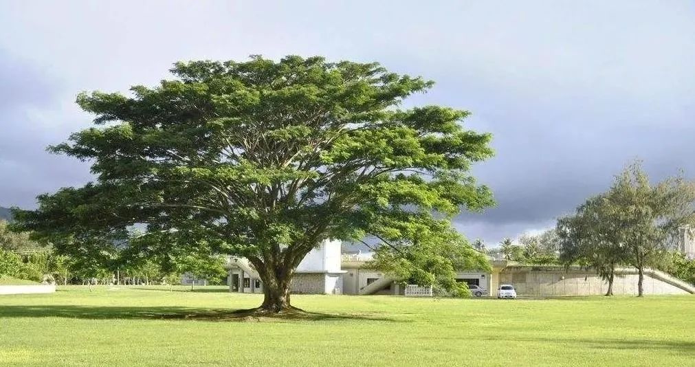[分享]32种常见庭荫树,庇荫和装点空间的重要存在