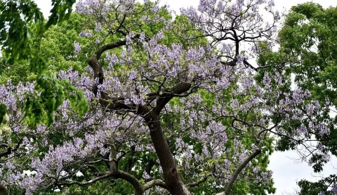 [分享]32种常见庭荫树,庇荫和装点空间的重要存在