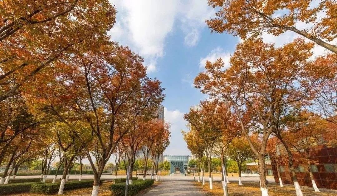 [分享]32种常见庭荫树,庇荫和装点空间的重要存在