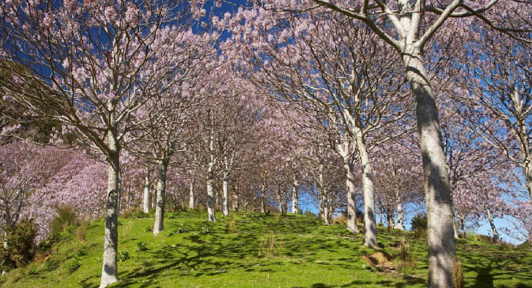 [分享]32种常见庭荫树,庇荫和装点空间的重要存在