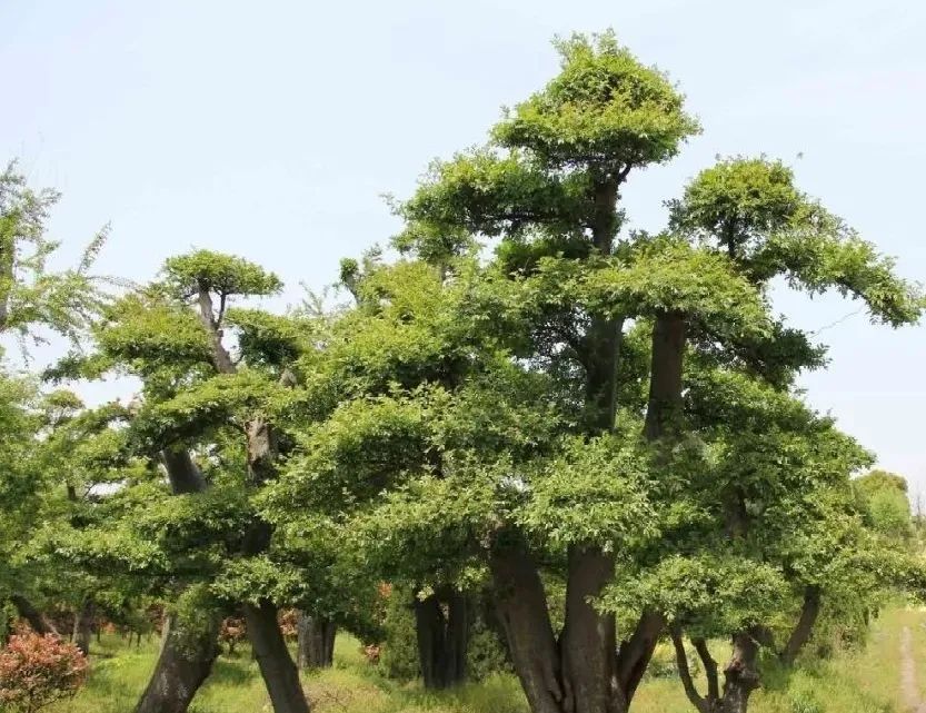 [分享]32种常见庭荫树,庇荫和装点空间的重要存在
