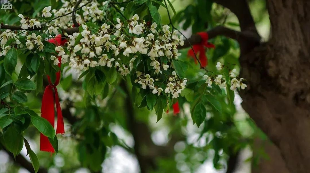 [分享]32种常见庭荫树,庇荫和装点空间的重要存在
